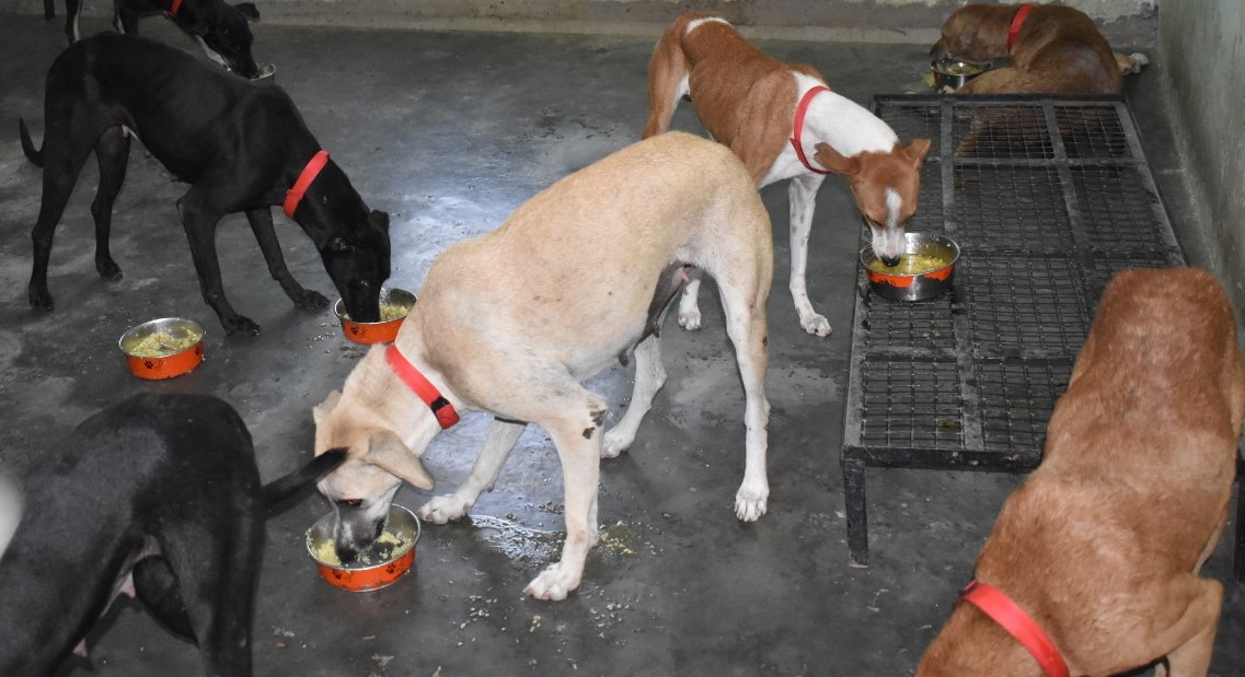 Help us vaccinate them - Animal Welfare Charitable Trust