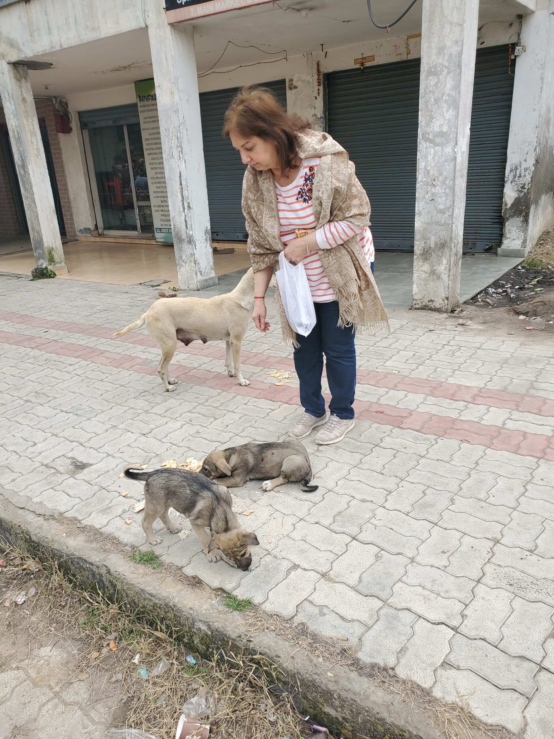 There are thousands more like these dogs that need your help - Animal Welfare Charitable Trust