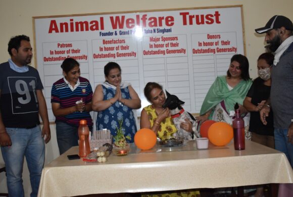 Celebrating successful completion of 1000 surgeries - Animal Welfare Charitable Trust