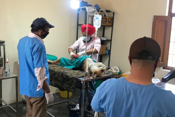 Animal Welfare Charitable Trust Organization