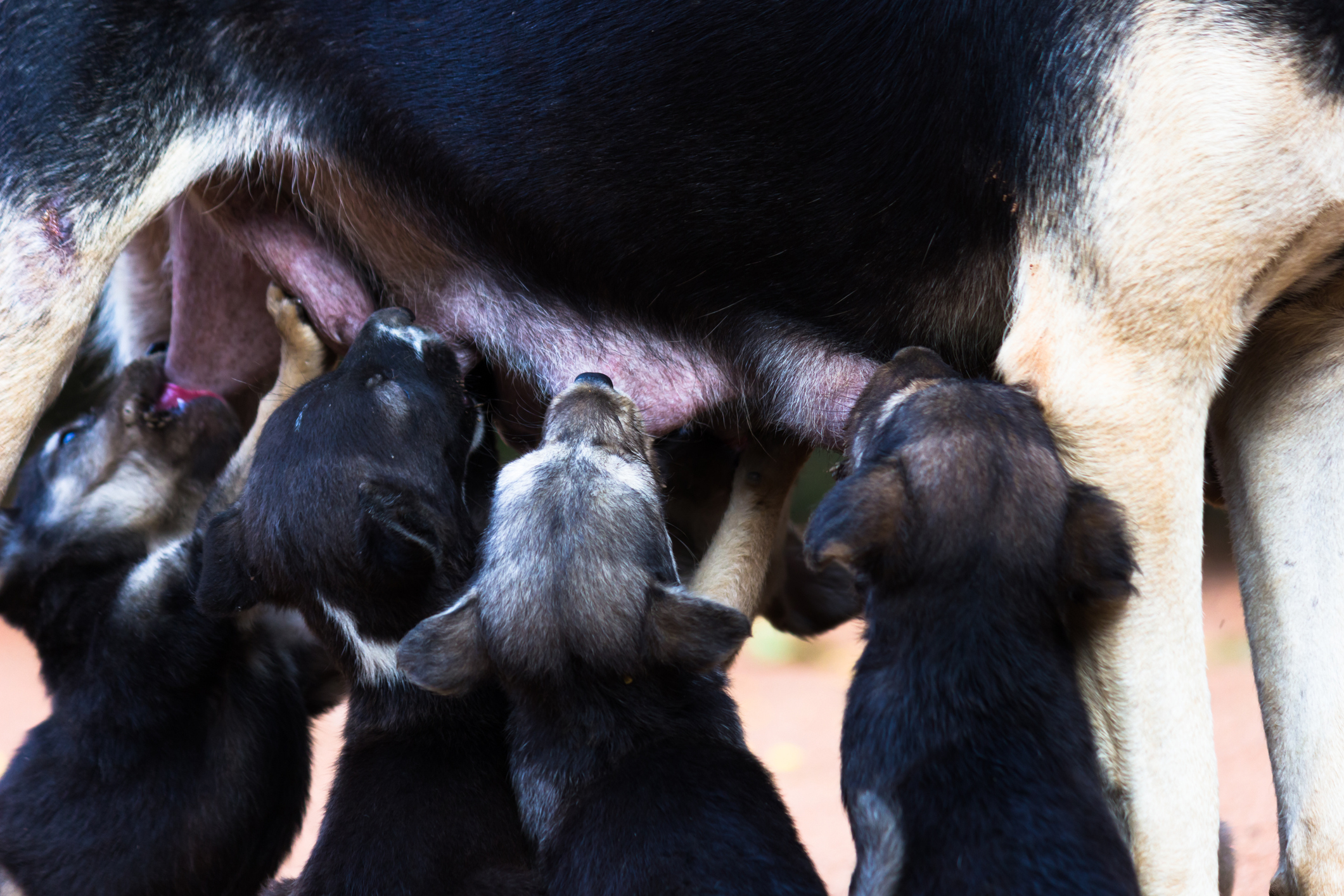 Help us feed them - Animal Welfare Charitable Trust