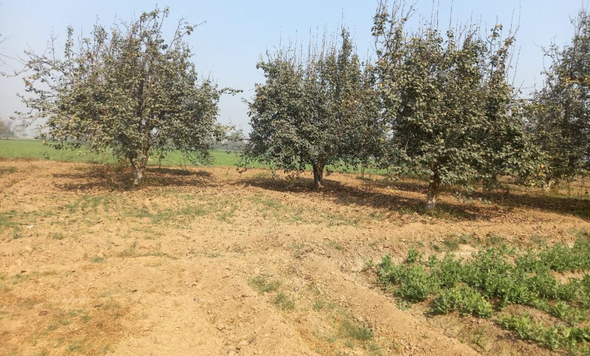 Animal Shelter for Injured Dogs - Animal Welfare Charitable Trust